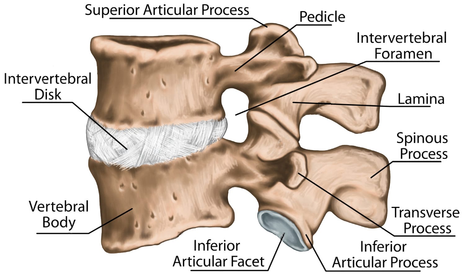 Lumbar Transverse Process Fractures Science Based El Paso Back