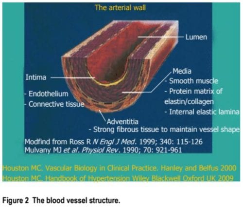 Epidemiología Estructura del vaso sanguíneo