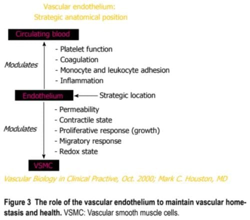 Epidemiología Vascular Endotelio