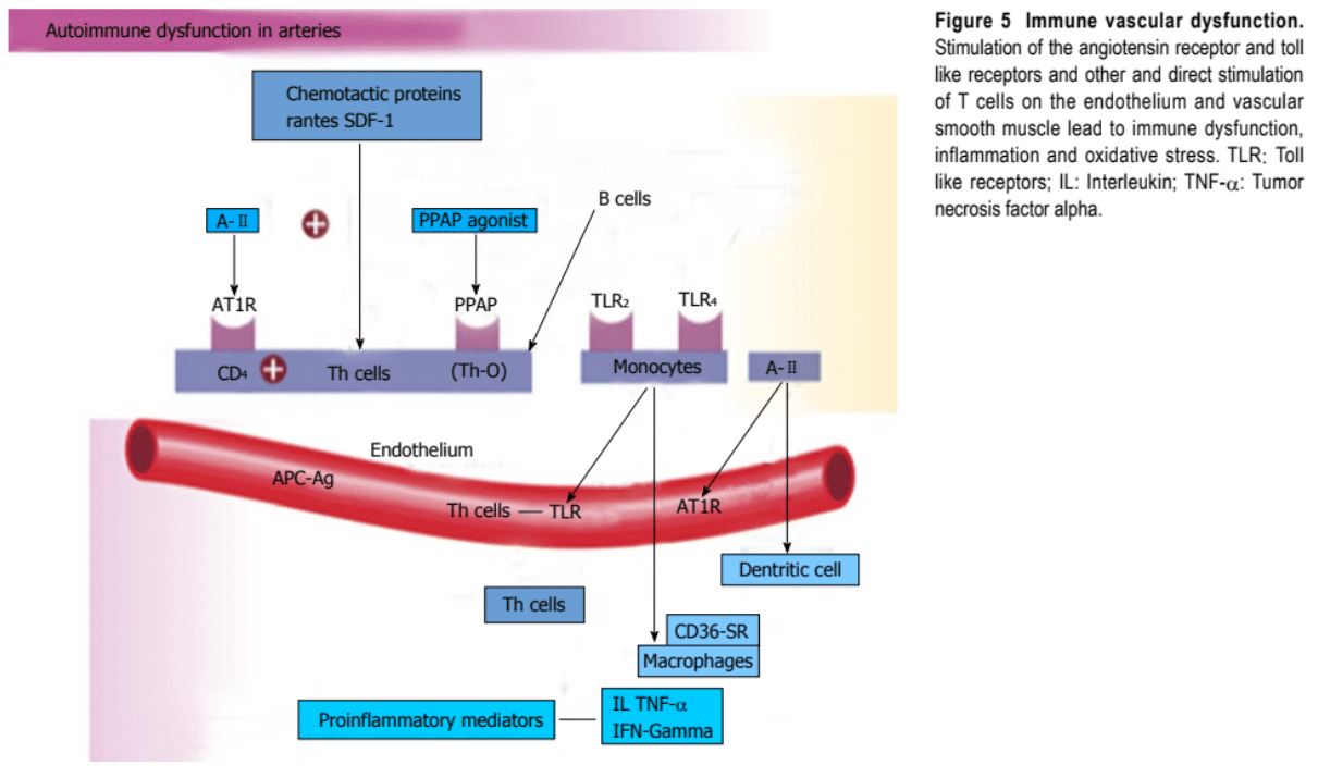 Epidemiology Autoimmune Vascular Dysfunction