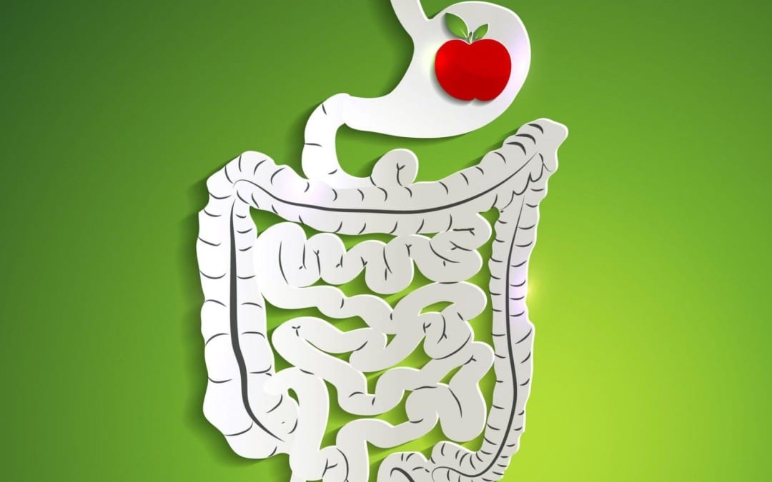 Important Tips for Good Digestive Health | Wellness Clinic