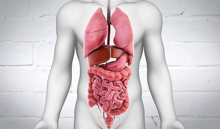 Junction Complex Structure & Function in the GI Tract