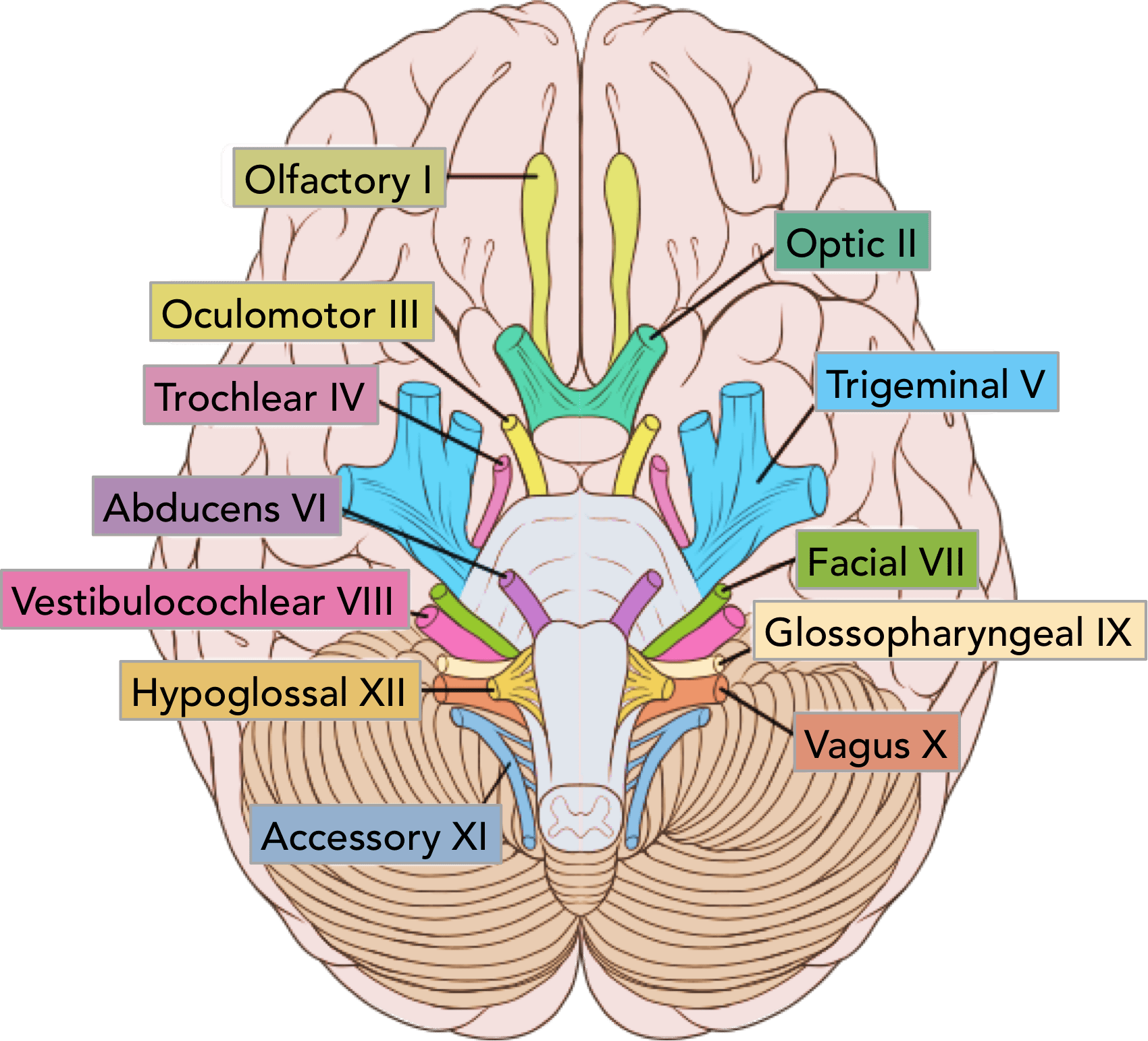 Structure And Function Of The Cranial Nerves In El Paso