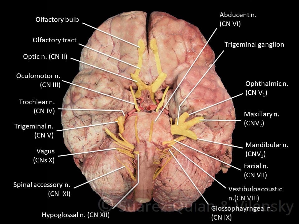Cranial Nerves Diagram 3 | El Paso, TX Chiropractor