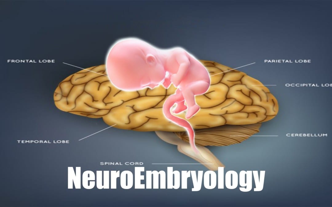 NEUROEMBRIOLOGÍA | El Paso, TX.