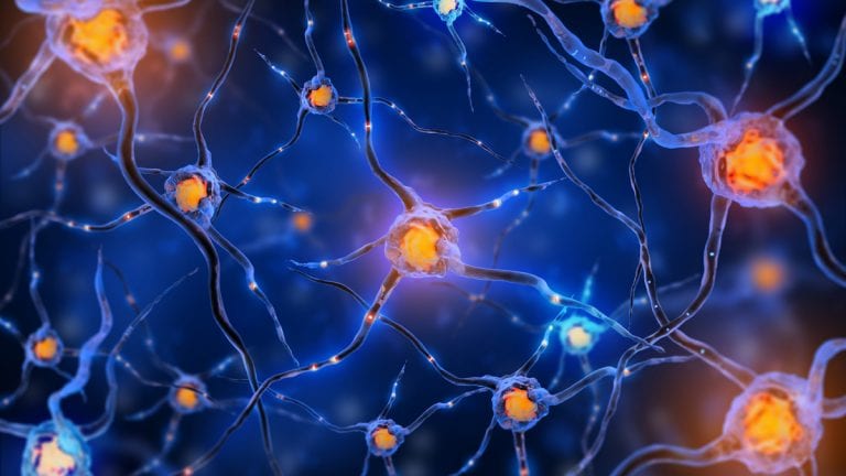 Conexiones neuronales y la hipótesis de Chemoaffinity