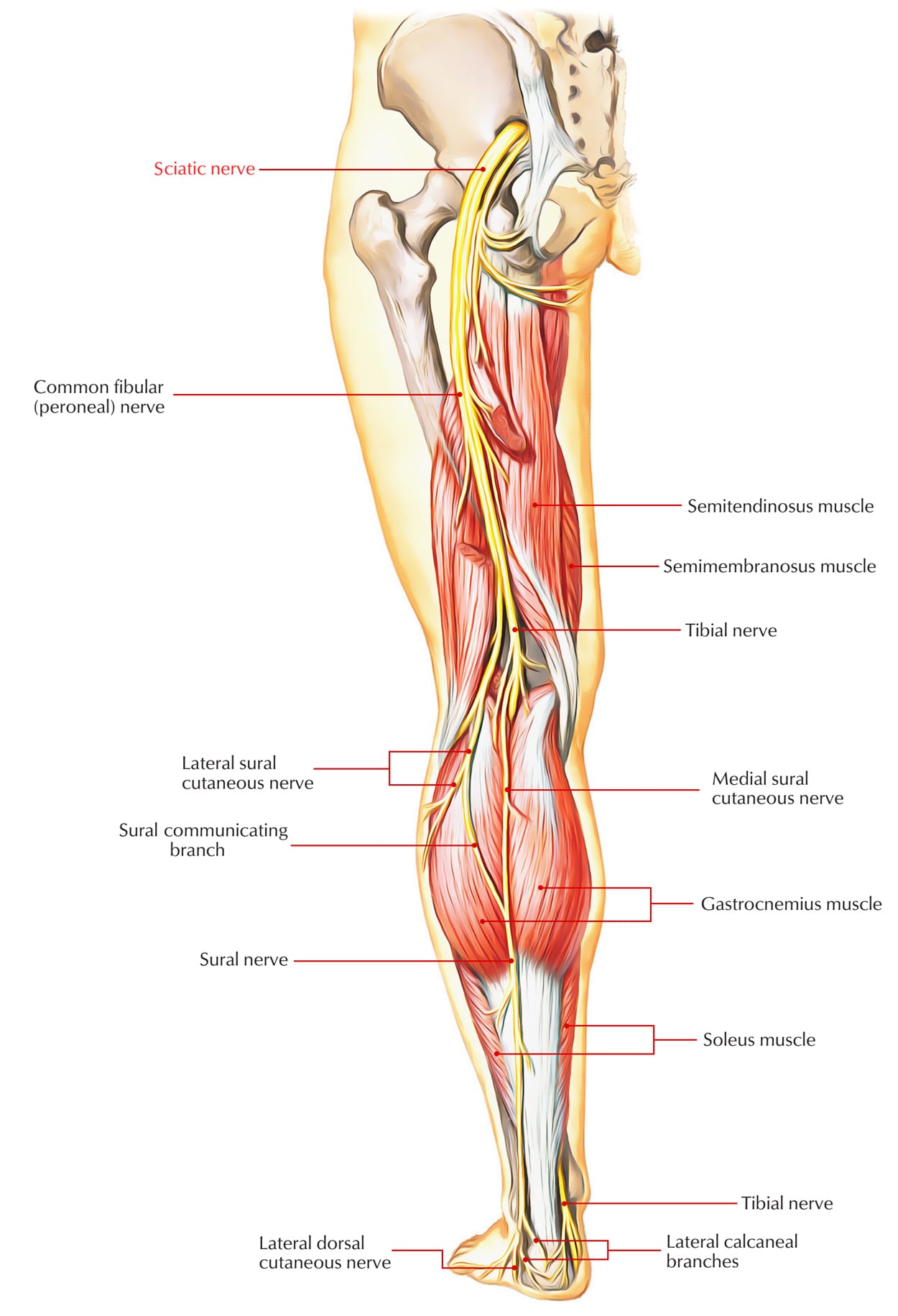 Sciatica | El Paso, TX Chiropractor