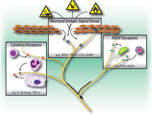 Figure 1 Activation Triggers of the Peripheral Nervous System | El Paso, TX Chiropractor