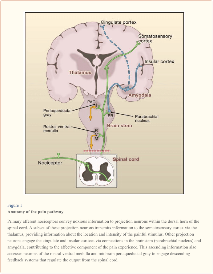 Figura 1 Anatomía del camino del dolor