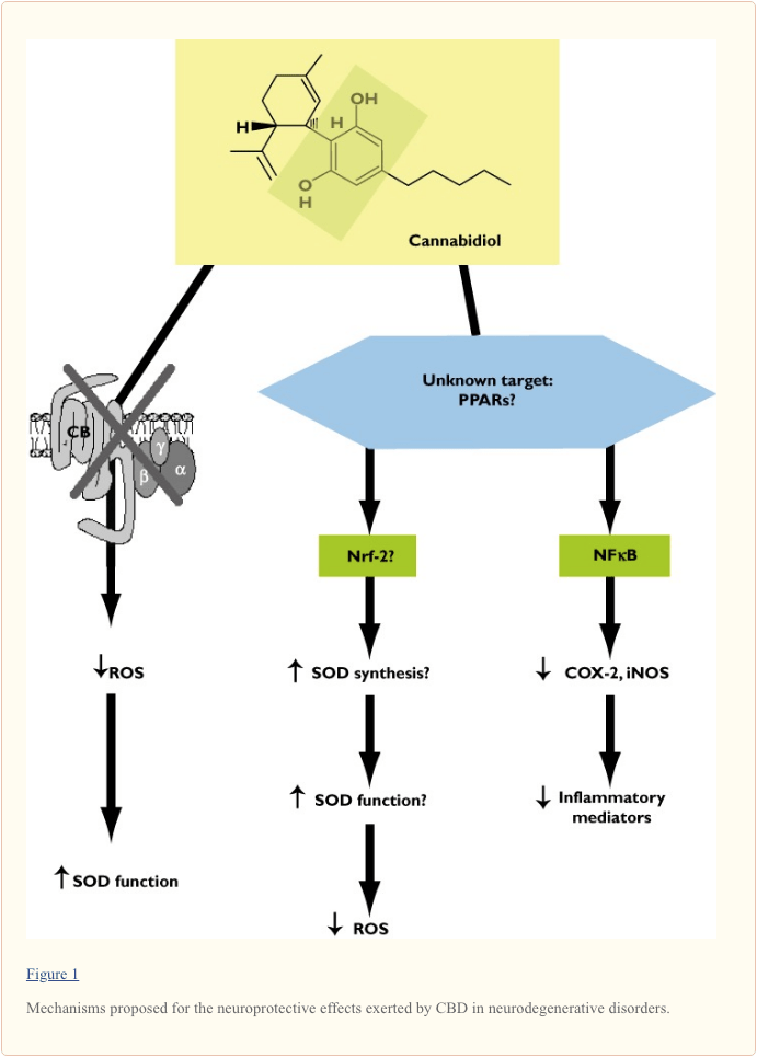 Figure 1 Mechanisms Exerted by CBD