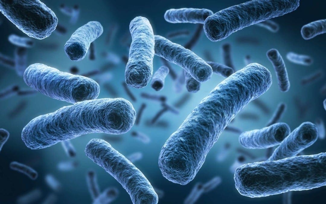 Functional Neurology: The Brain and the Gut Microbiome Connection
